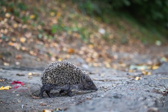年福岛核事 年福岛核事